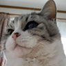 みかん profil fotoğrafı