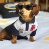 Profilbild von dog mal do vasco