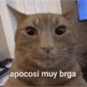Cat_ Meow (Jax's Version) 的头像