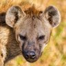 Profilbild von Mean Yeen