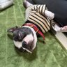 Profilbild von ニコ