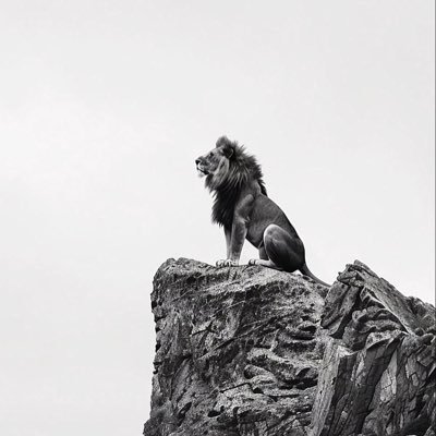 İsmailshdkurd2's profile picture