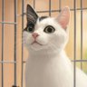 Jun Sghr's profile picture
