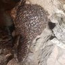 Фото профиля ابن الراسيات الشامخات