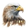Фото профиля Falcon