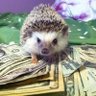 Profilbild von Hedgehog