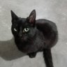 TheCatBlack52 profil fotoğrafı
