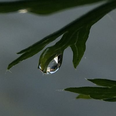 bvb_ines's profile picture