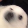 Profilbild von Lonzo