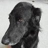 Oldshopdog's profile picture