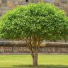 Shrub 的头像