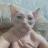 Фото профиля sassy