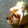 ガム profil fotoğrafı