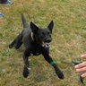 Фото профиля Doggo