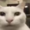 el profil fotoğrafı