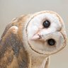 Ceci N'est Pas Une Tweet profil fotoğrafı