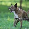 Scalded Dog. profil fotoğrafı