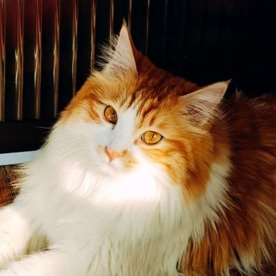 AN_LINJIANG's profile picture