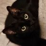 Null's profile picture