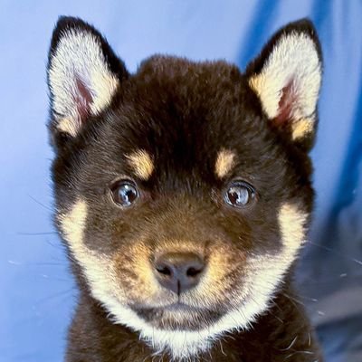黒柴あおい🐾's profile picture