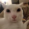 Profilbild von tout est de la faute du M