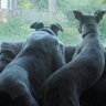 Фото профиля Rudy Whippet