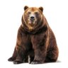 bearluvr76 的头像