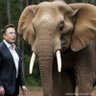 Profilbild von ELON TUSK