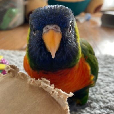 coopie_potato's profile picture