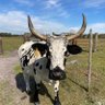 Profilbild von Cow47