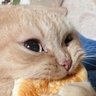 Profilbild von Maquinita traga panes🍞🍩🍪