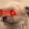 Itchy Dawg's profile picture