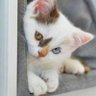 胆小的偷窥笨猫's profile picture