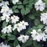 ブチャラティ's profile picture