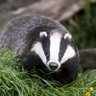 Фото профиля Badger