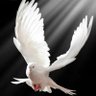NARWELLE profil fotoğrafı