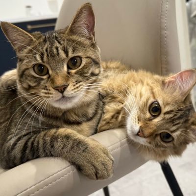 ルルララ's profile picture