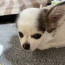 かおるうぅ's profile picture