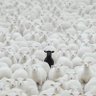 Black Buffalo's profile picture