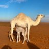 Profilbild von Abdulrahman Alageel