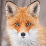 Фото профиля Monsieur Fox