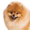Blöda Hund profil fotoğrafı