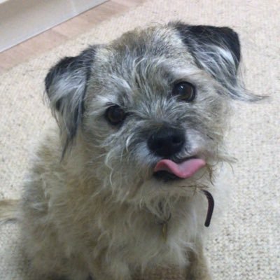 🌈HeidiBT3 Lady caikey member of de house of woofs's profile picture
