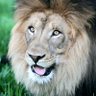 Фото профиля the friendly lion