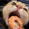 แงวอีทจุ้ง 🍤 的头像