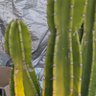 Prickly 的头像