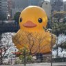 Profilbild von 天使くん