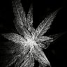 Фото профиля Fat Cat The love Boat