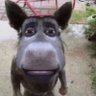 bleh profil fotoğrafı