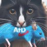 Фото профиля Stray Cat 🇩🇪🇪🇺🌻